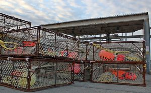 Commercial Cages